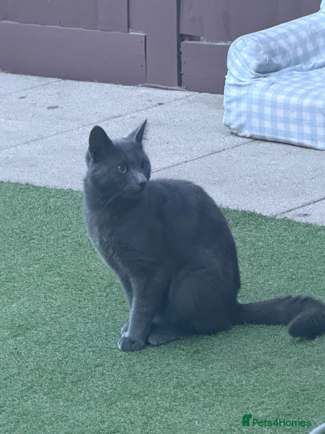 Mixed Breed cats for sale: British short hair x Russian blue - Advert 7