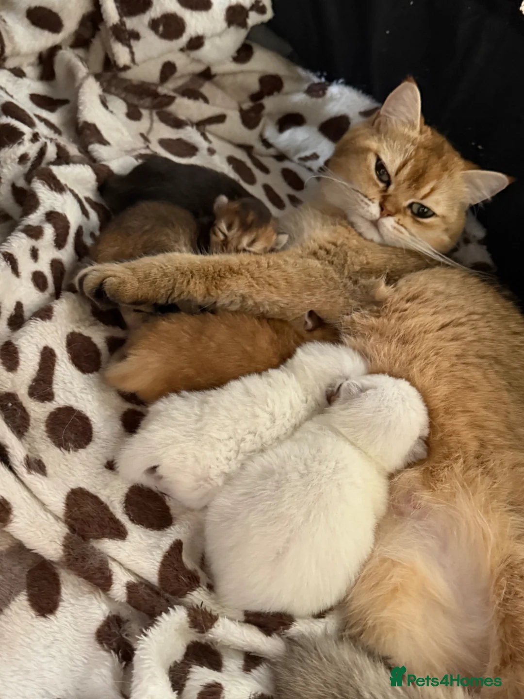 British Shorthair cats for sale: Looking for a new home!!!! Ready to collect  - Advert 23