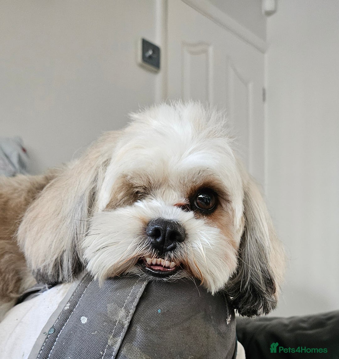 Zuchon dogs for sale: Shichon/Zuchon Teddy bear puppies available  - Advert 1