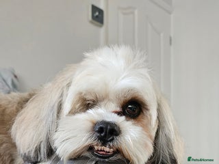 Zuchon dogs Shichon/Zuchon Teddy bear puppies available - Advert 1