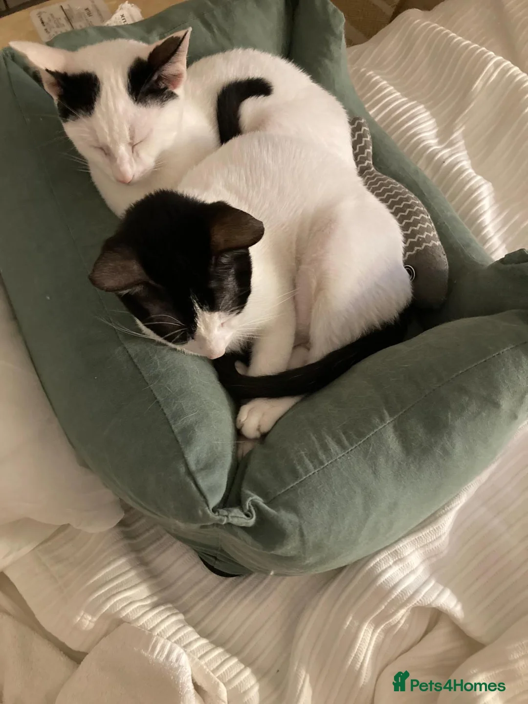 Domestic Shorthair cats for sale: Felix & Tux: Affectionate, Cuddly, and Curious - Advert 4