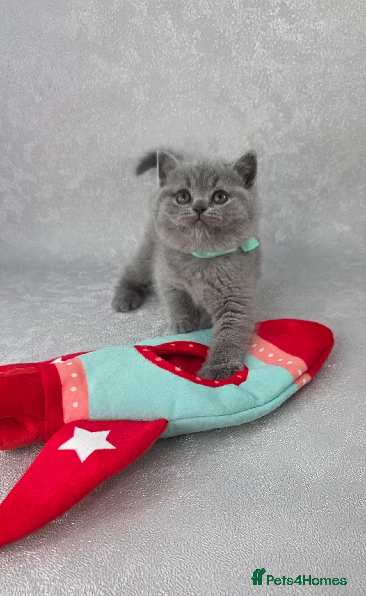British Shorthair cats for sale: CHAMPION SIRED BSH KITTENS AVAILABLE TO RESERVE - Advert 9