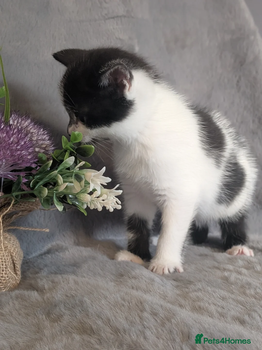 Selkirk Rex cats for sale: Beautiful Kittens – From Pedigree Selkirk Rex Mum - Advert 30