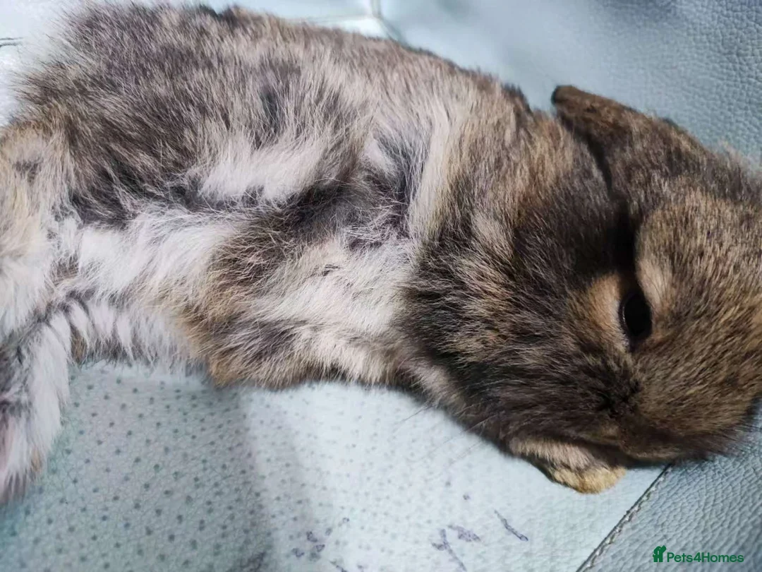 Mixed Breed rabbits for sale: A cute little rabbit - Advert 7