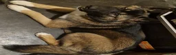 Mixed Breed dogs for sale: akita german shepherd husky cross for rehousing in Birmingham - Advert 7