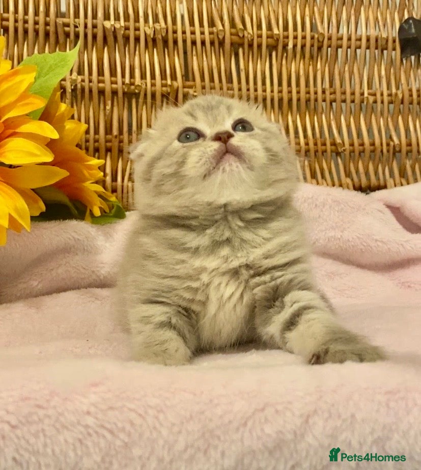 Scottish Fold cats 🧸QUALITY TICA REG FAWN SCOTTISH/BSH 😻🧸 - Advert 14