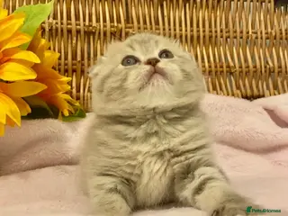 Scottish Fold cats 🧸QUALITY TICA REG FAWN SCOTTISH/BSH 😻🧸 - Advert 15