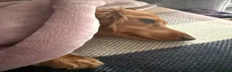 Miniature Dachshund dogs for sale: Two long haired mini dachshunds to go together in Macclesfield - Advert 22