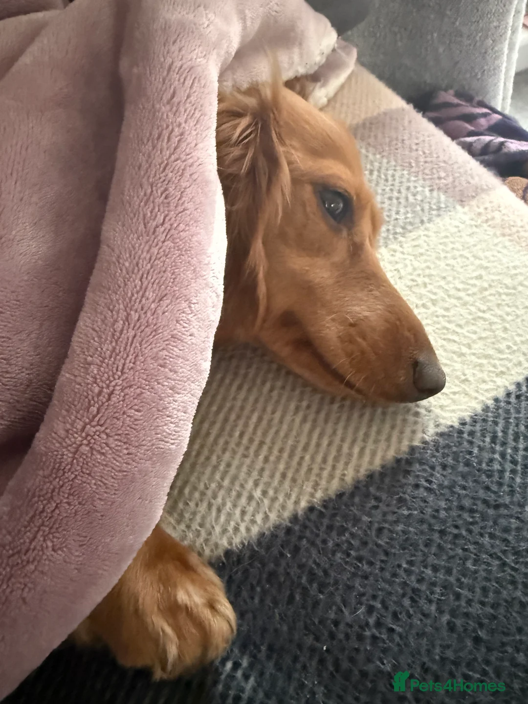 Miniature Dachshund dogs for sale: Two long haired mini dachshunds to go together in Macclesfield - Advert 22