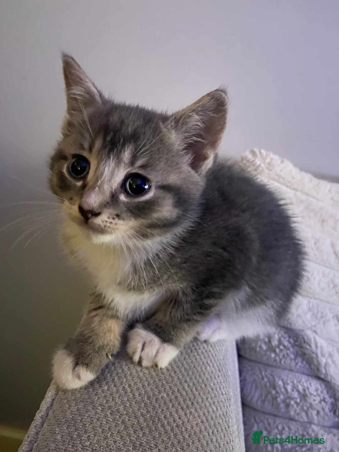 British Shorthair cats for sale: Two Beautiful Boys  - Advert 2