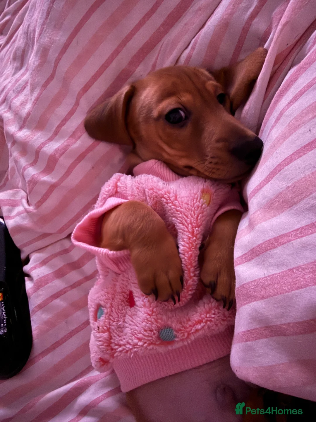 Miniature Dachshund dogs for sale: KC Miniature Dachshund, READY NOW  - Advert 7