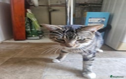 American Shorthair cats for sale: 1 Yrs old American Shorthair Male Cat Home Wanted  - Image 2