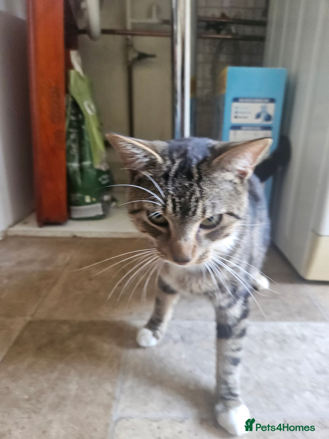 American Shorthair cats for sale: 1 Yrs old American Shorthair Male Cat Home Wanted  - Image 2