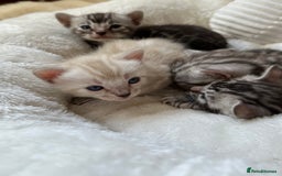 Bengal cats for sale: 💎💎💎 Luxury Bengal Kittens Available  - Image 8