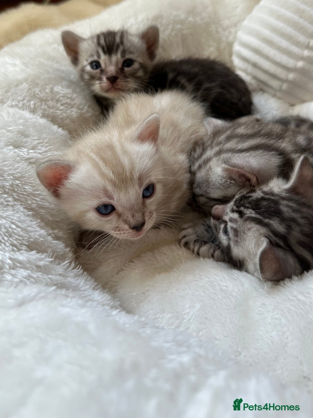 Bengal cats for sale: 💎💎💎 Luxury Bengal Kittens Available  - Image 8