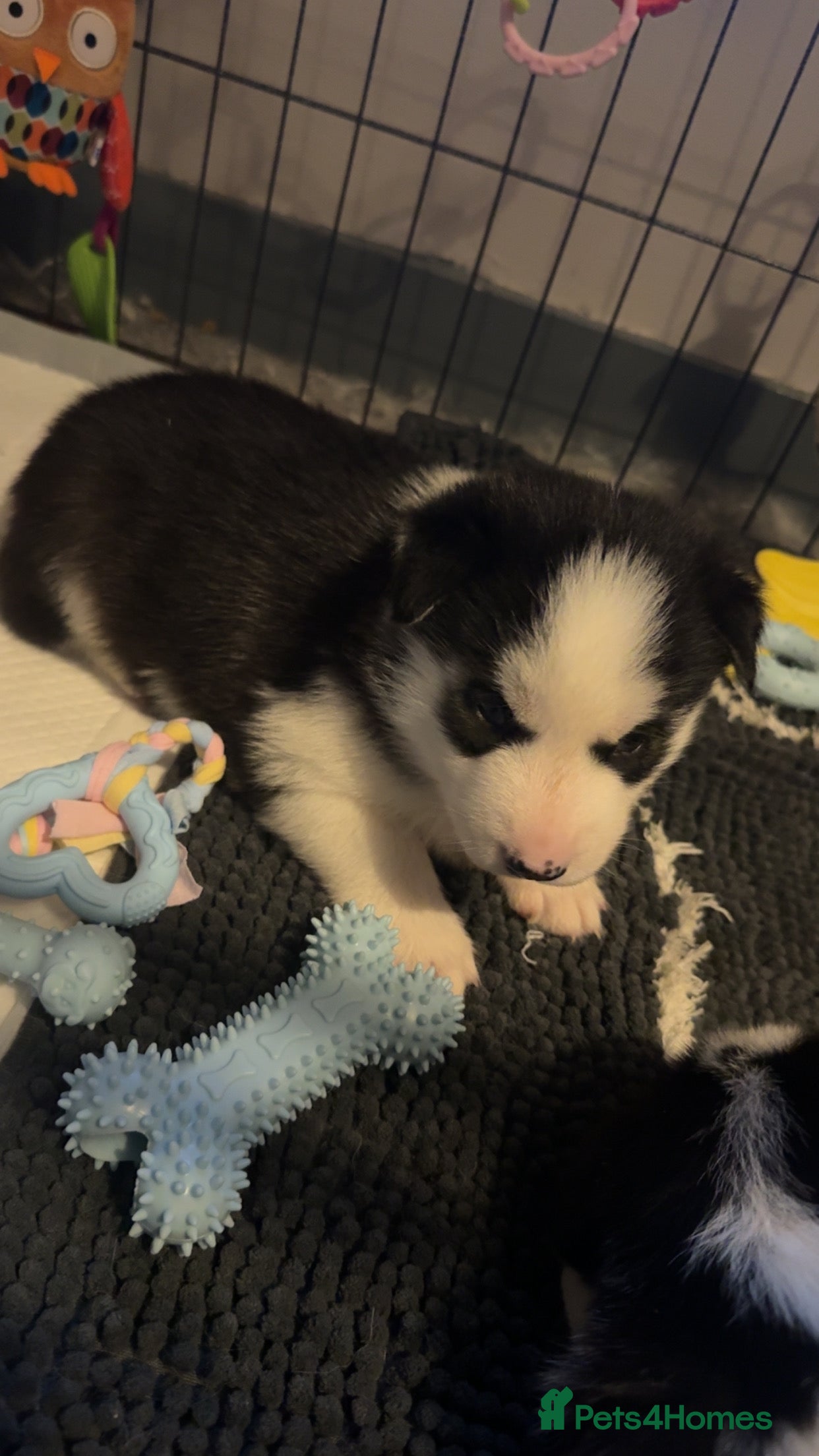 Siberian Husky dogs Siberian Husky Pups (1 boy left) - Advert 3