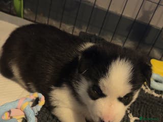 Siberian Husky dogs Siberian Husky Pups (1 boy left) - Advert 3