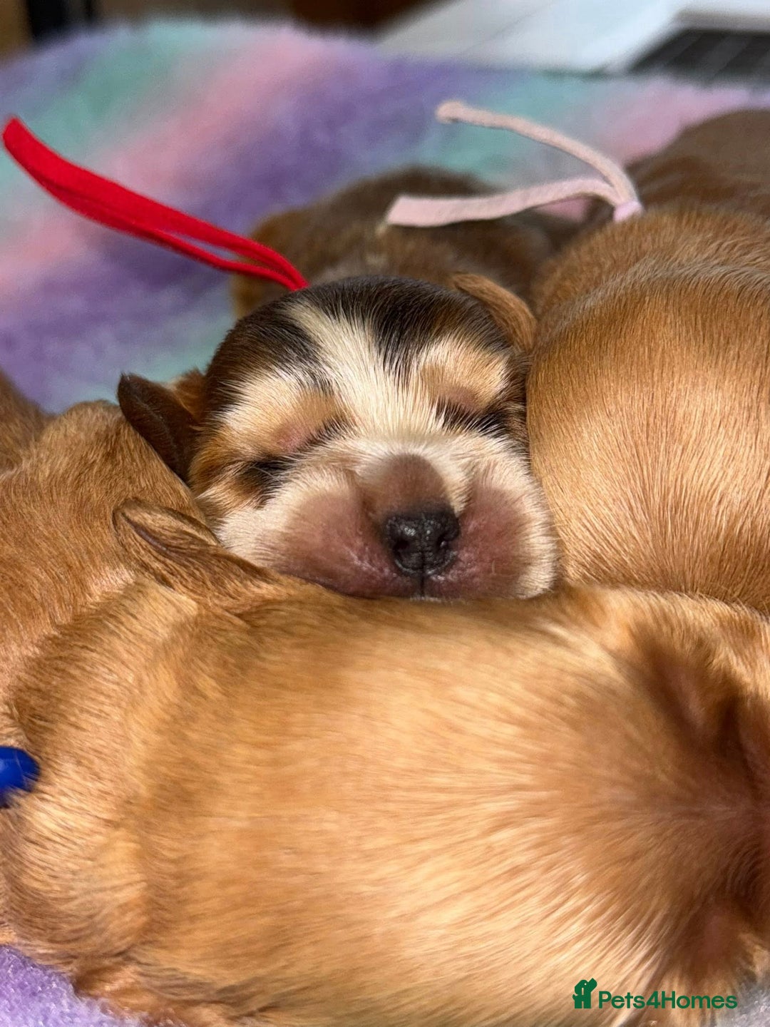 Cocker Spaniel dogs for sale: Stop scrolling - these pups are worth it - Image 3