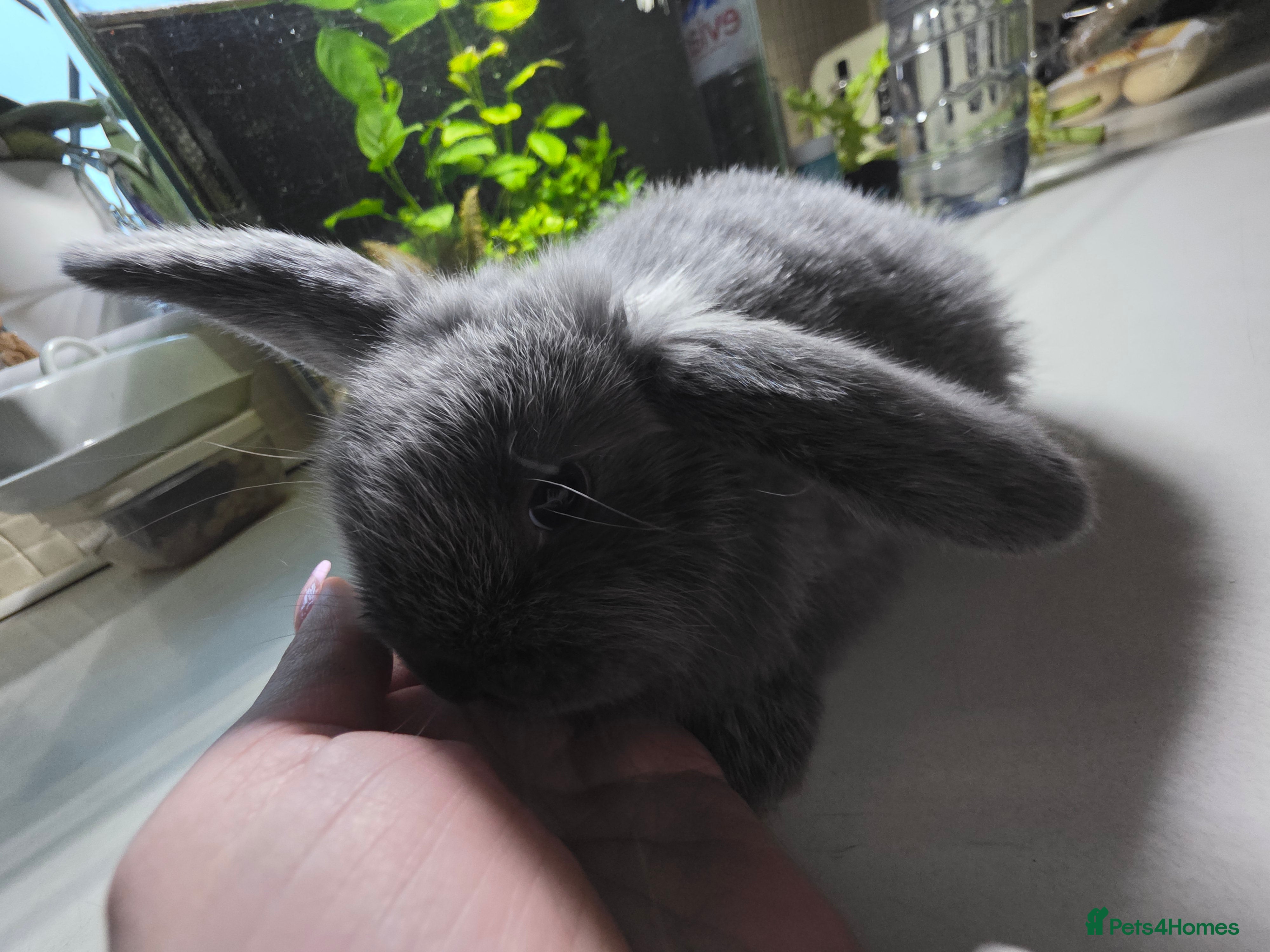 Mini Lop rabbits Mini loop  - Advert 12