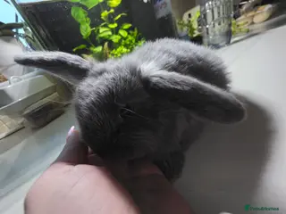 Mini Lop rabbits Mini loop - Advert 12