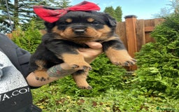 Rottweiler dogs for sale: Full bred rottweiler puppies - Image 3