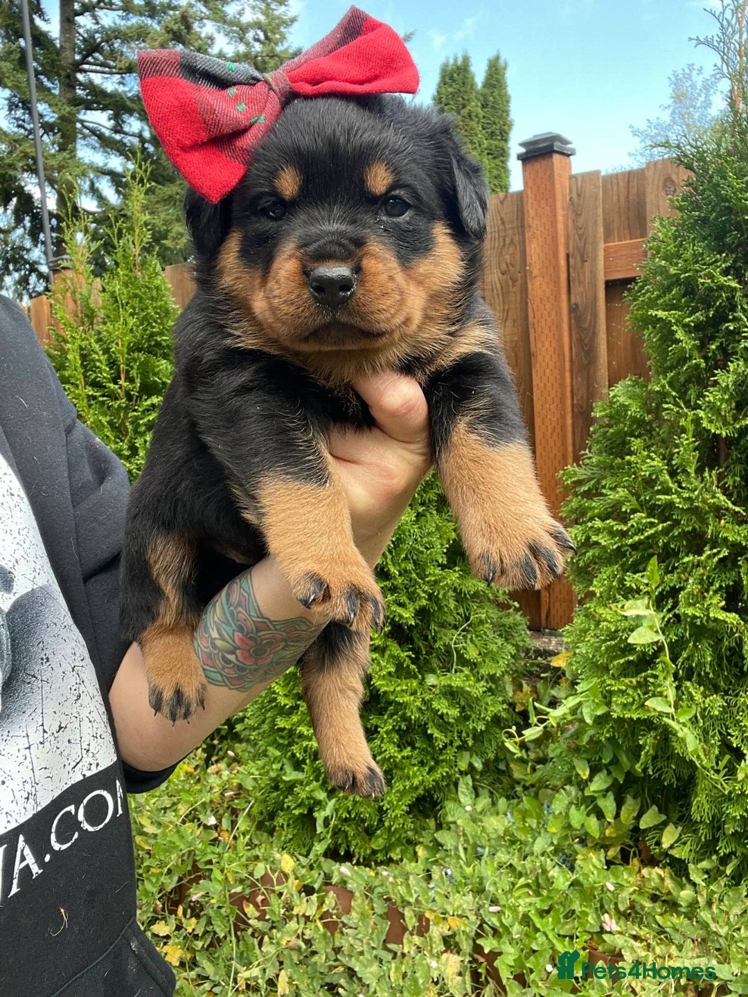Rottweiler dogs for sale: Full bred rottweiler puppies - Image 3