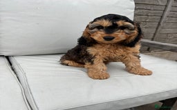 Cockapoo dogs for sale: F1 Cockapoo Puppies DNA clear in Denbigh - Image 5