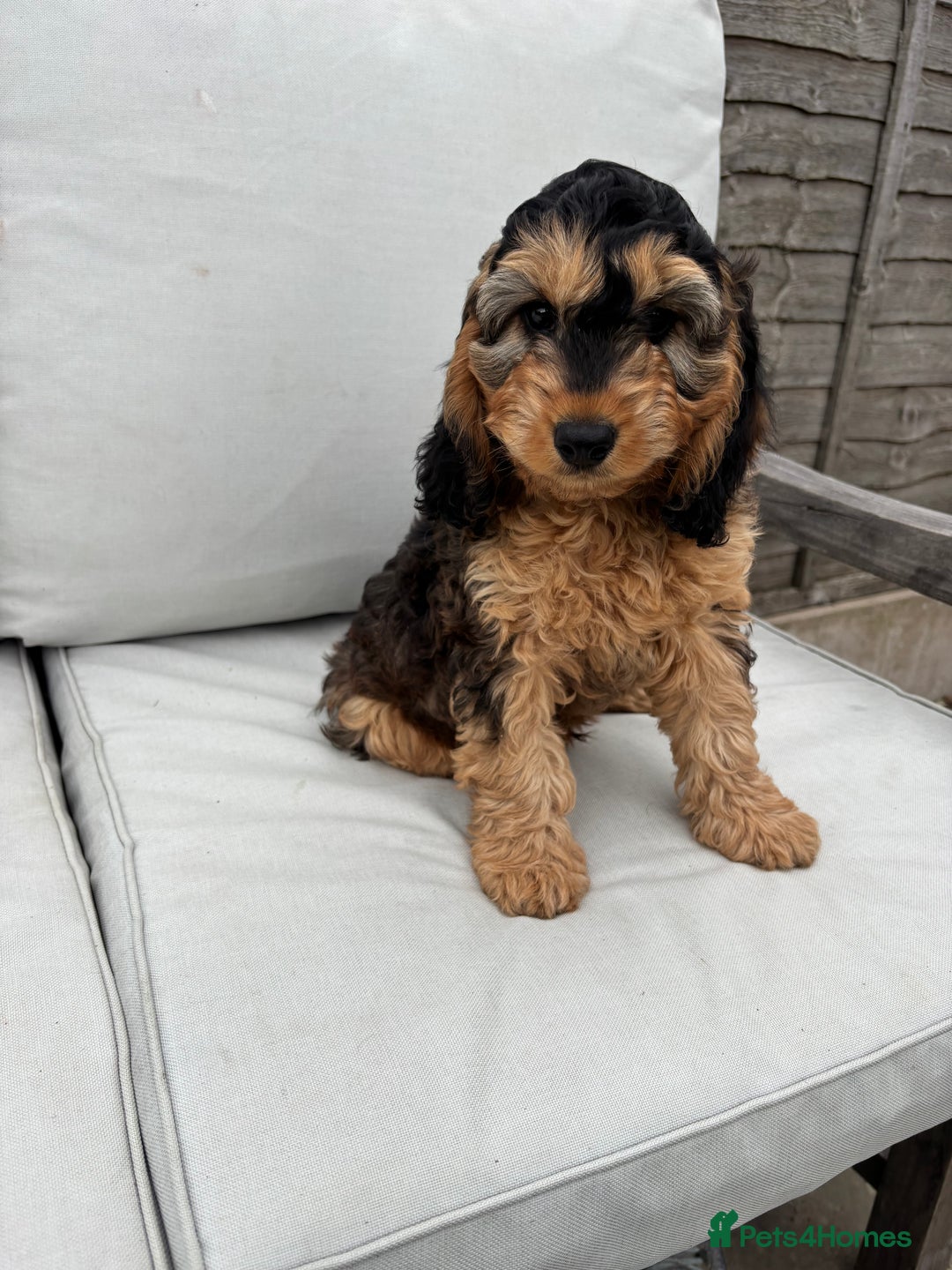 Cockapoo dogs for sale: F1 Cockapoo Puppies DNA clear in Denbigh - Image 5