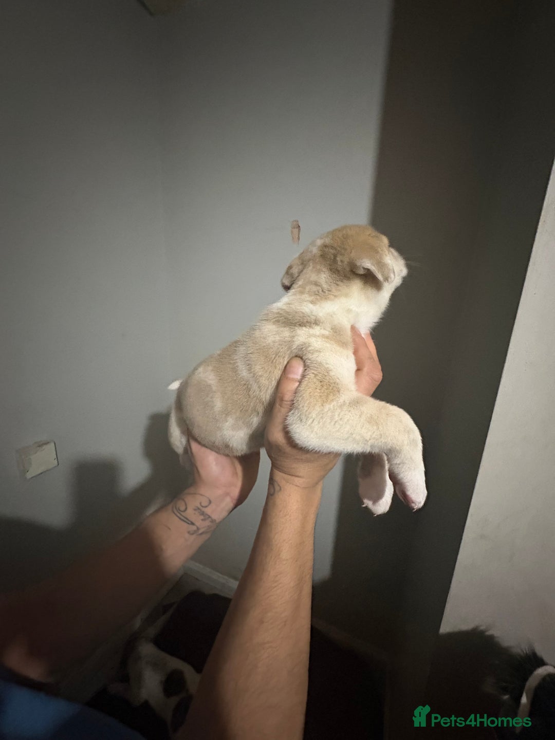 Mixed Breed dogs for sale: american akita  - Advert 9