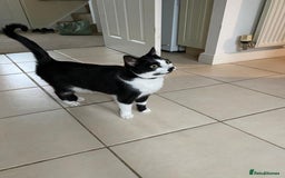 Mixed Breed cats for sale: Adorable Bonzo needs a loving home - Image 3
