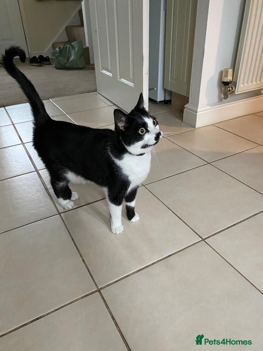 Mixed Breed cats for sale: Adorable Bonzo needs a loving home - Image 3