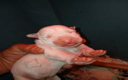 English Bull Terrier dogs for sale: English bull Terrier  - Image 1
