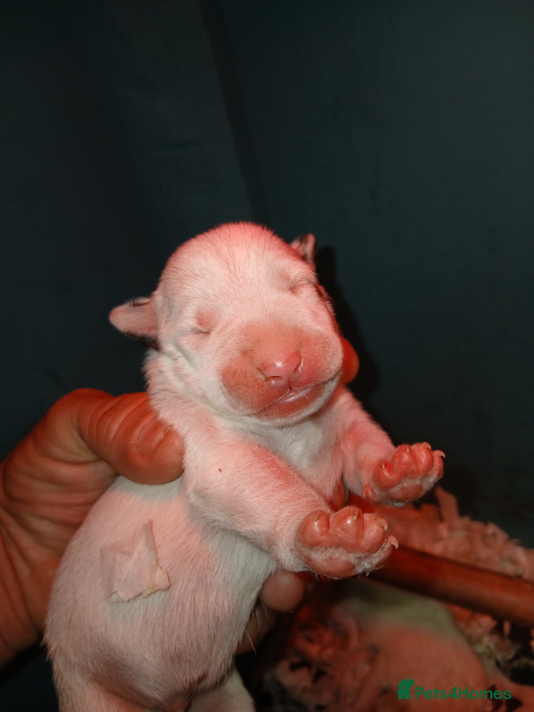 English Bull Terrier dogs for sale: English bull Terrier  - Image 1