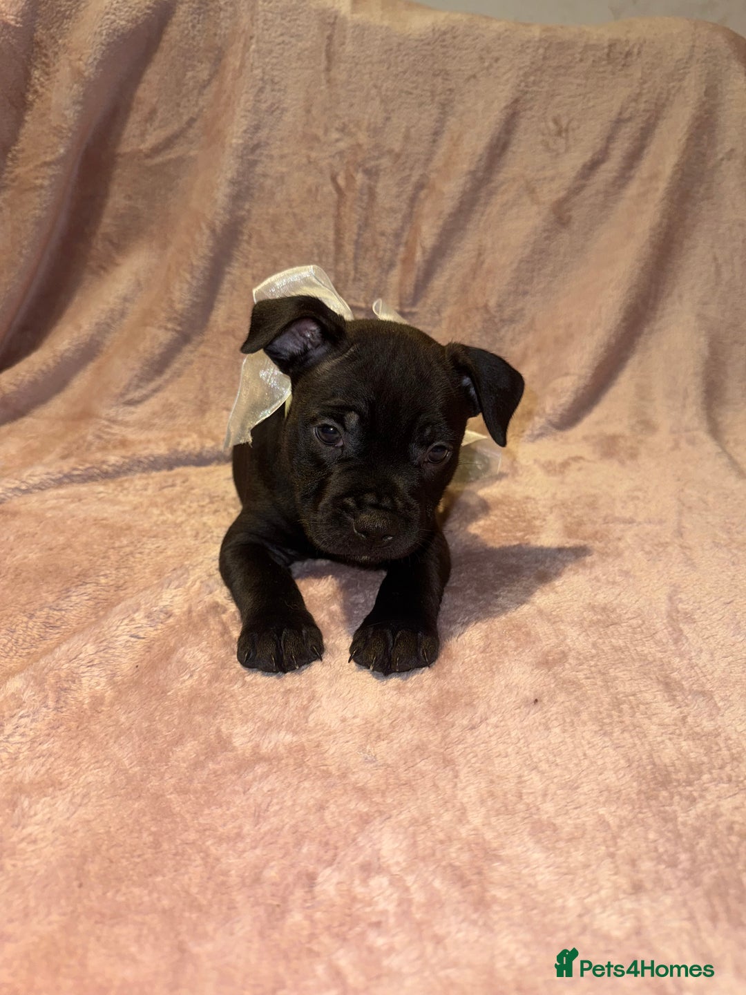 Staffordshire Bull Terrier dogs for sale: KC reg. Staffordshire bull terrier puppies - Advert 19