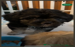 Mixed Breed dogs for sale: 3 beautiful froodle pups for sale 1 girl 2 boys - Image 8