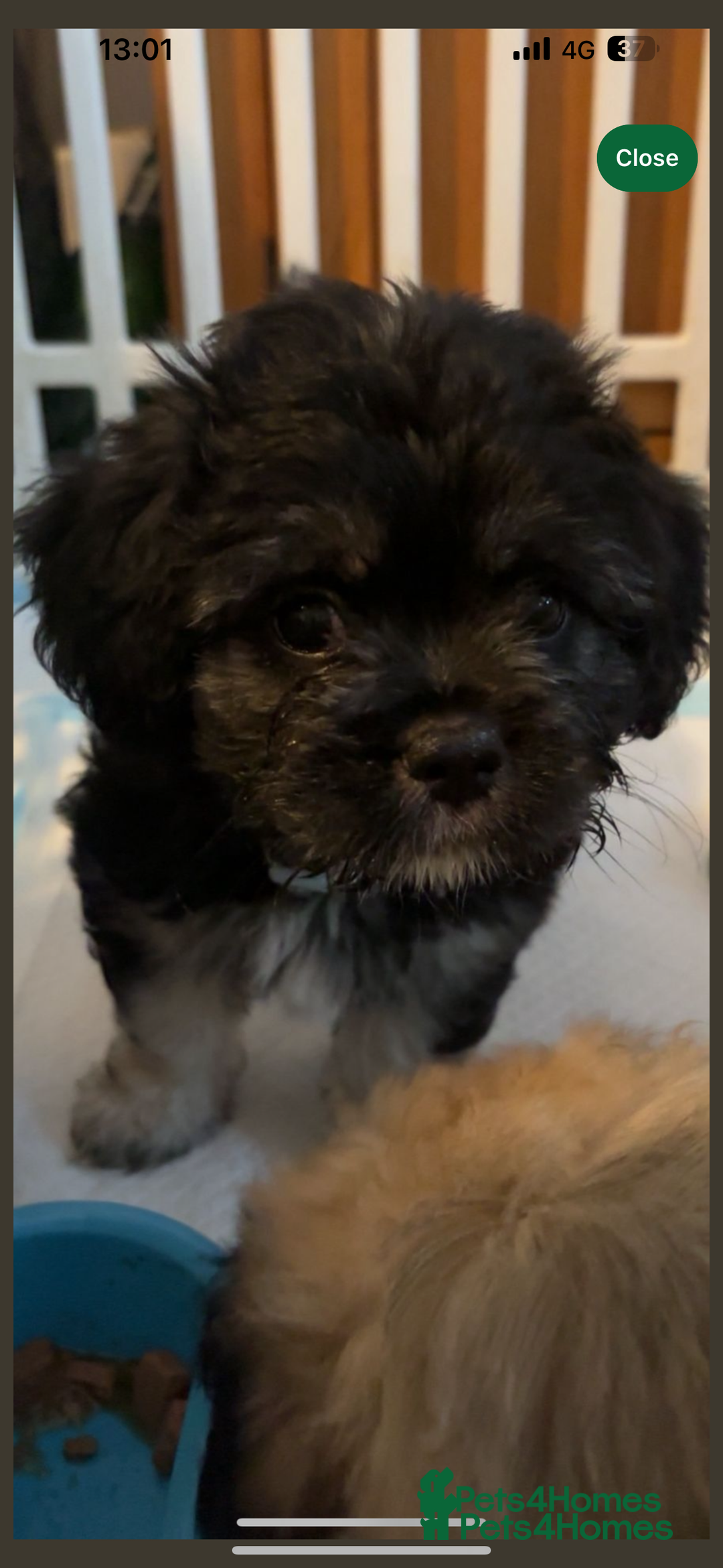 Mixed Breed dogs for sale: 3 beautiful froodle pups for sale 1 girl 2 boys - Image 8