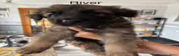German Shepherd dogs for sale: 10 x KC Registered German Shepherd Puppies - Advert 4