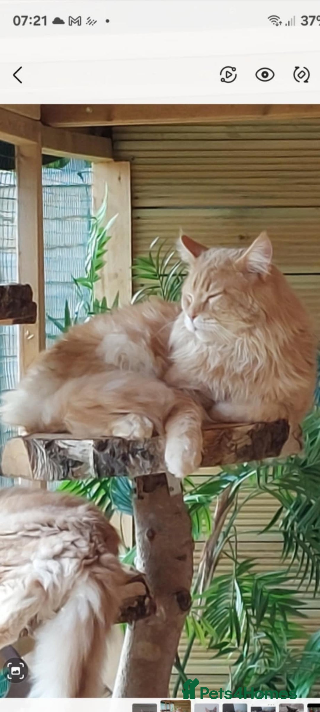 Maine Coon cats for sale: Full pedigree maine coon kittens for sale - Image 13