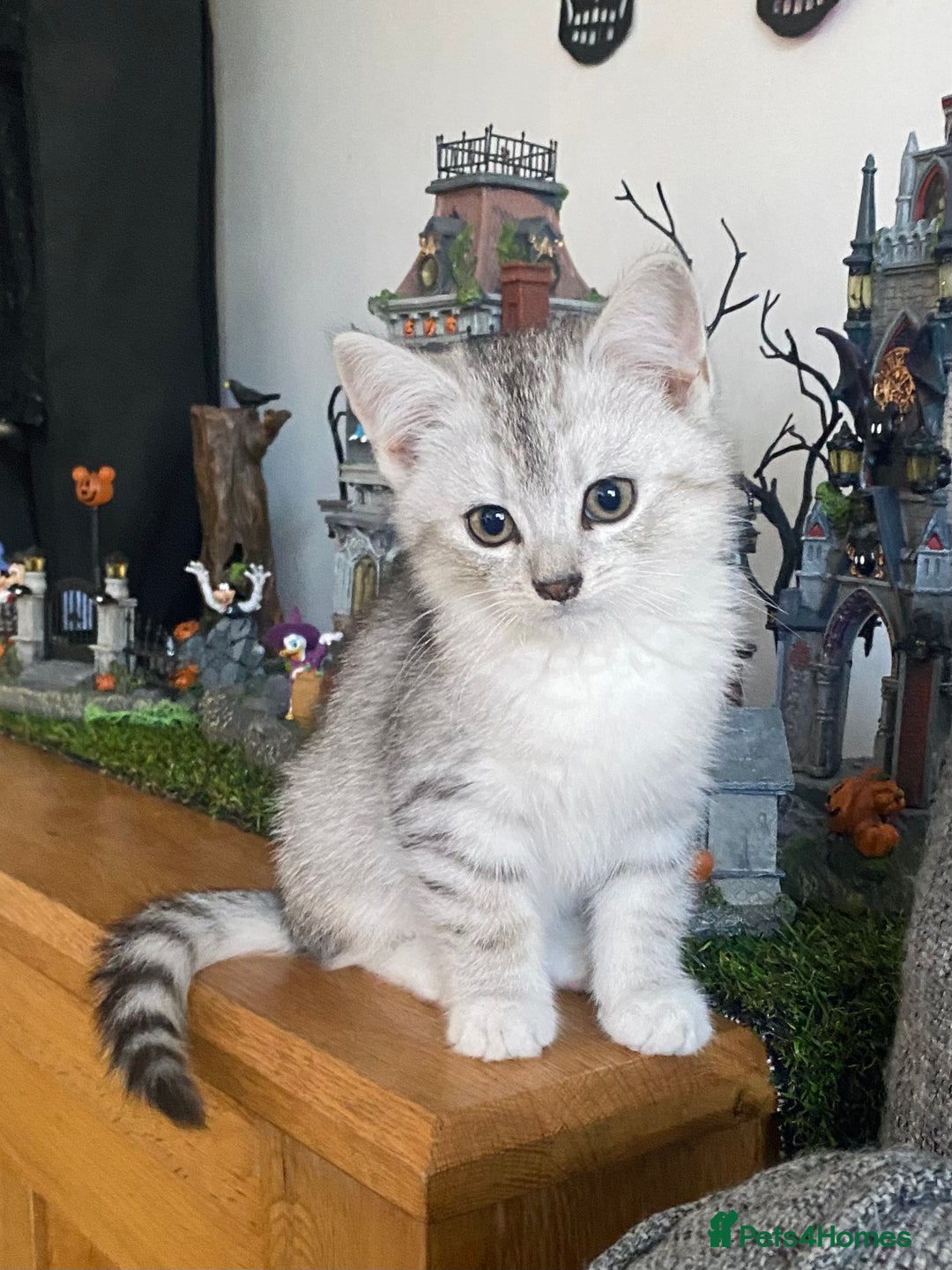 Mixed Breed cats for sale: Mixed breed silver tabby boys/ tabby & white girl - Image 6
