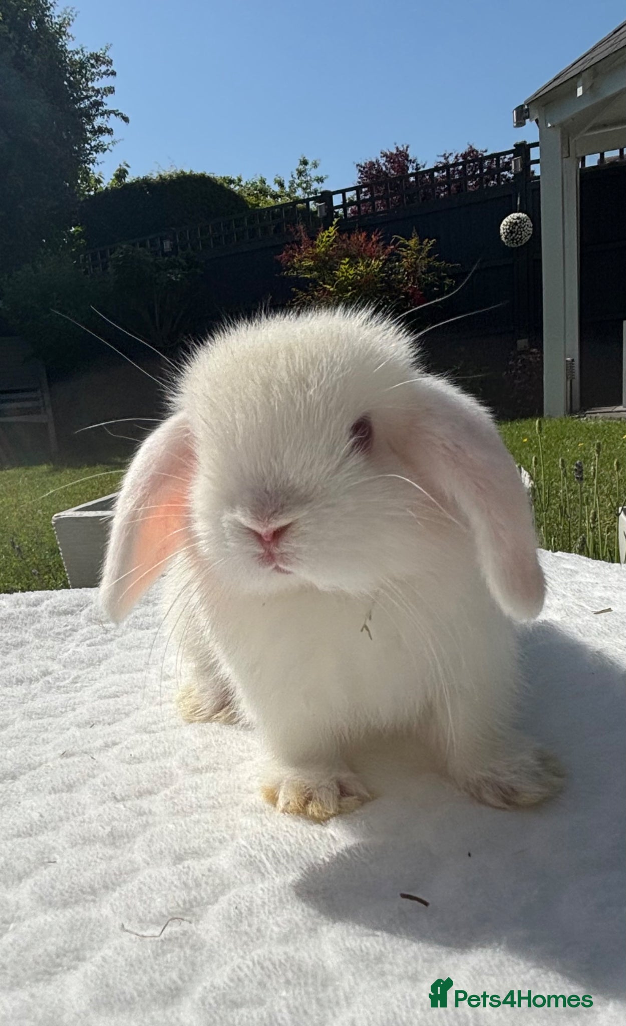 Mini Lop rabbits Gorgeous Pure Bred Mini Lop Baby Rabbits - Advert 2
