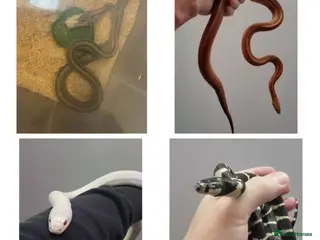 Mixed Breed reptiles Multiple reptiles for rehome - Advert 14