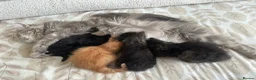 Siberian cats for sale: Beautiful Siberian Kittens - Advert 13