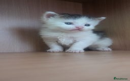 Maine Coon cats for sale: 5 Beautiful Maine Coon kittens available! 😻 - Image 14