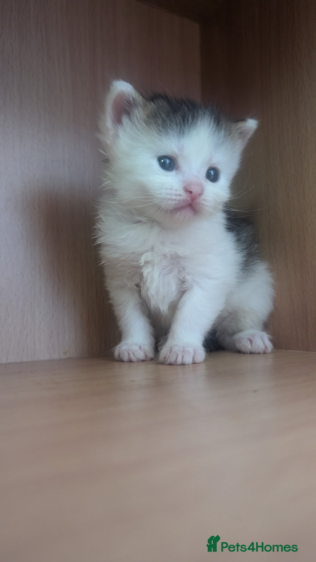 Maine Coon cats for sale: 5 Beautiful Maine Coon kittens available! 😻 - Image 14