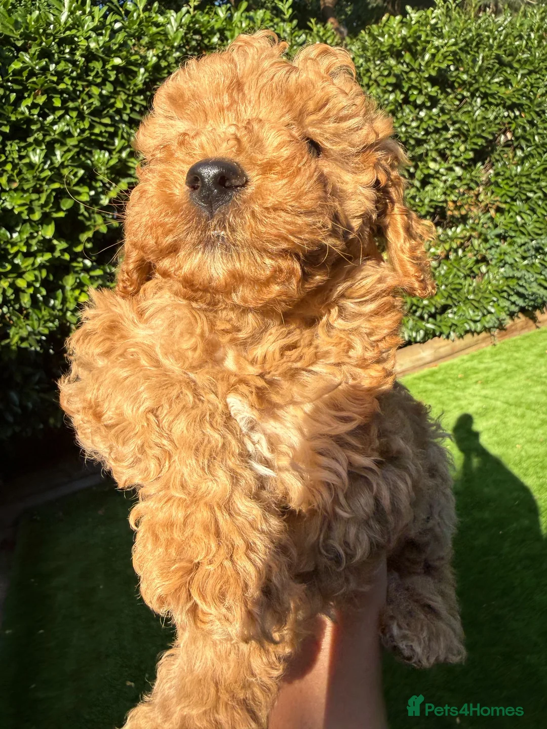 Labradoodle dogs for sale: Our Therapy Dog has had a litter of Labradoodles  - Advert 1