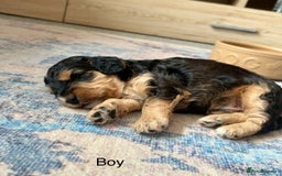 Cockapoo dogs for sale: STUNNING PHANTOM PUPS EXTENSIVE DNA TESTED  - Image 7