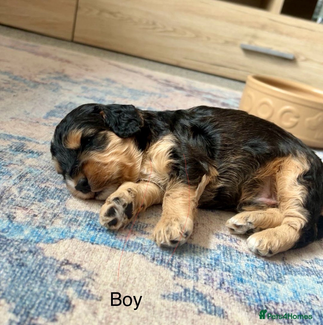 Cockapoo dogs for sale: STUNNING PHANTOM PUPS EXTENSIVE DNA TESTED  - Image 7