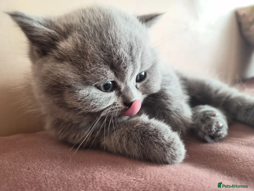 British Shorthair cats for sale: 3 British Shorthair Girls Lilac and Blue - Advert 1