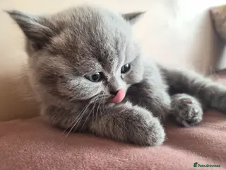 British Shorthair cats 3 British Shorthair Girls Lilac and Blue - Advert 1
