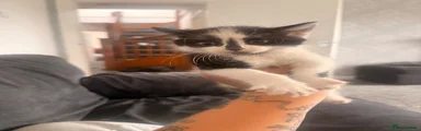 Mixed Breed 1